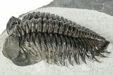 Beautiful Coltraneia Trilobite Fossil - Huge Faceted Eyes #311145-2